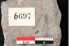 Foto (Detailansicht) von Plantae indet.  (NHMW-GEO-2024-0188-6697)
